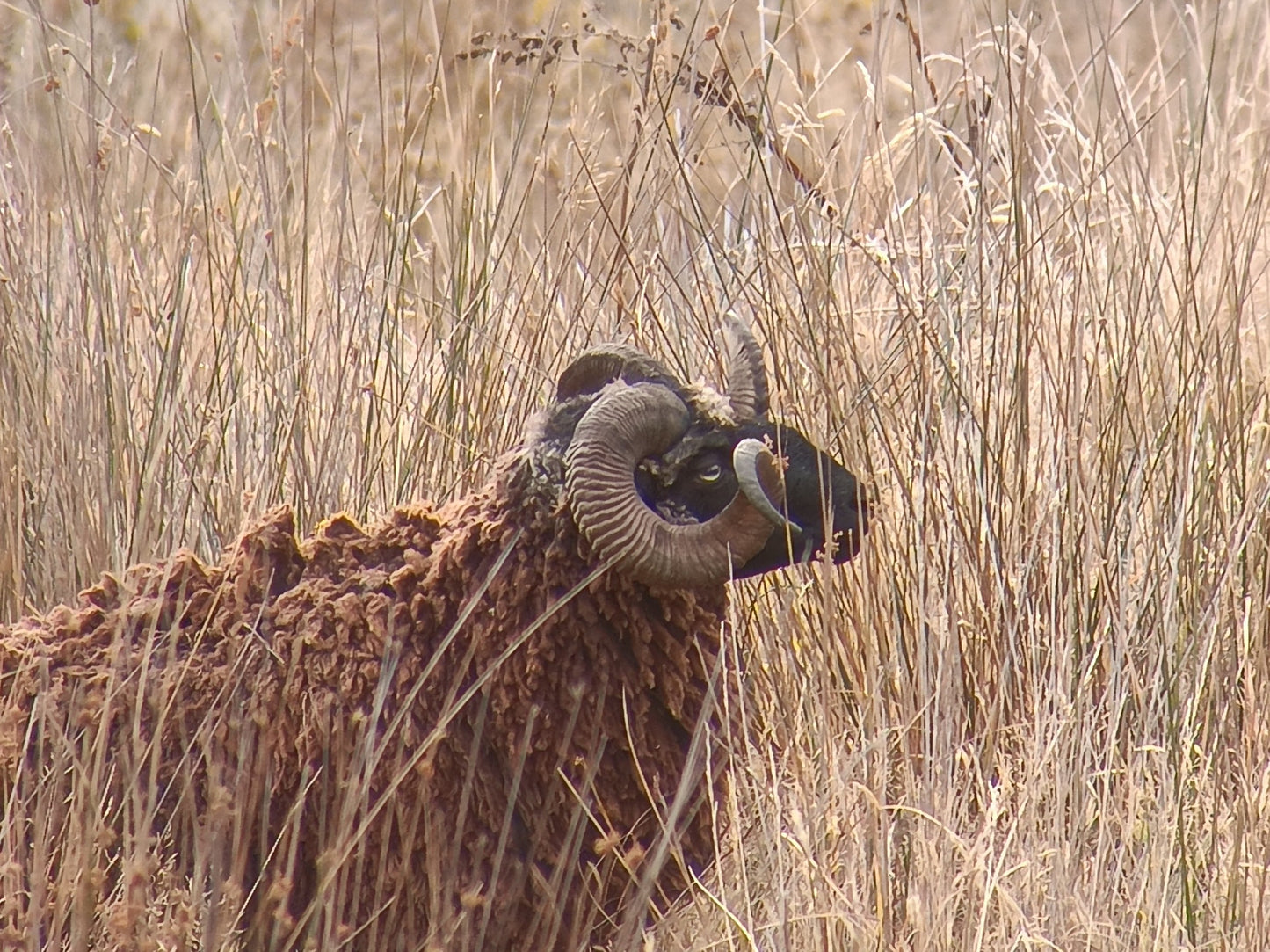 Arapawa Ram Hunt