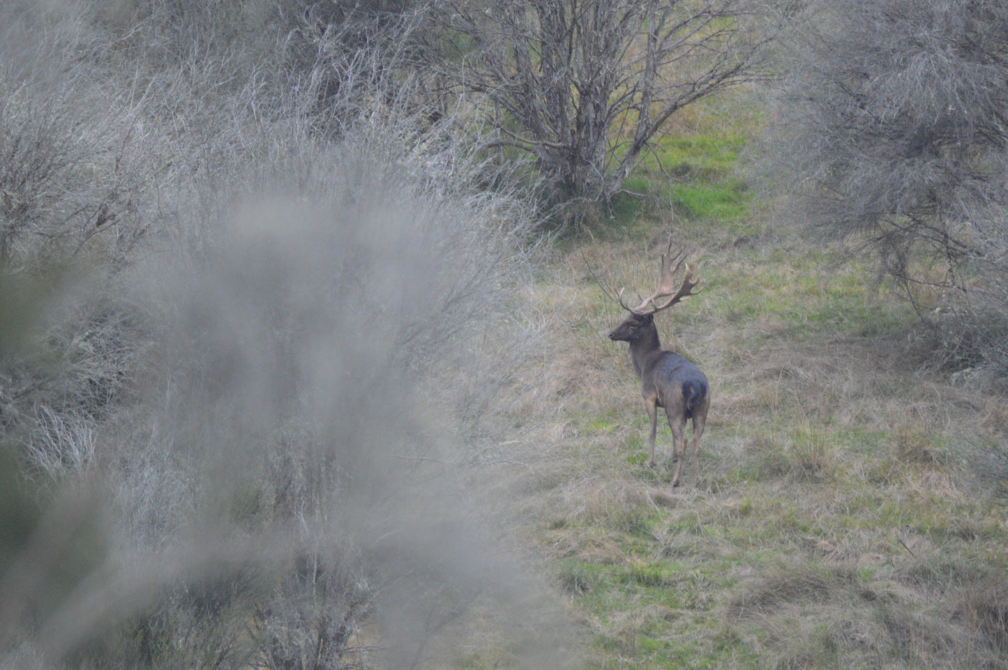 Fallow Bucks