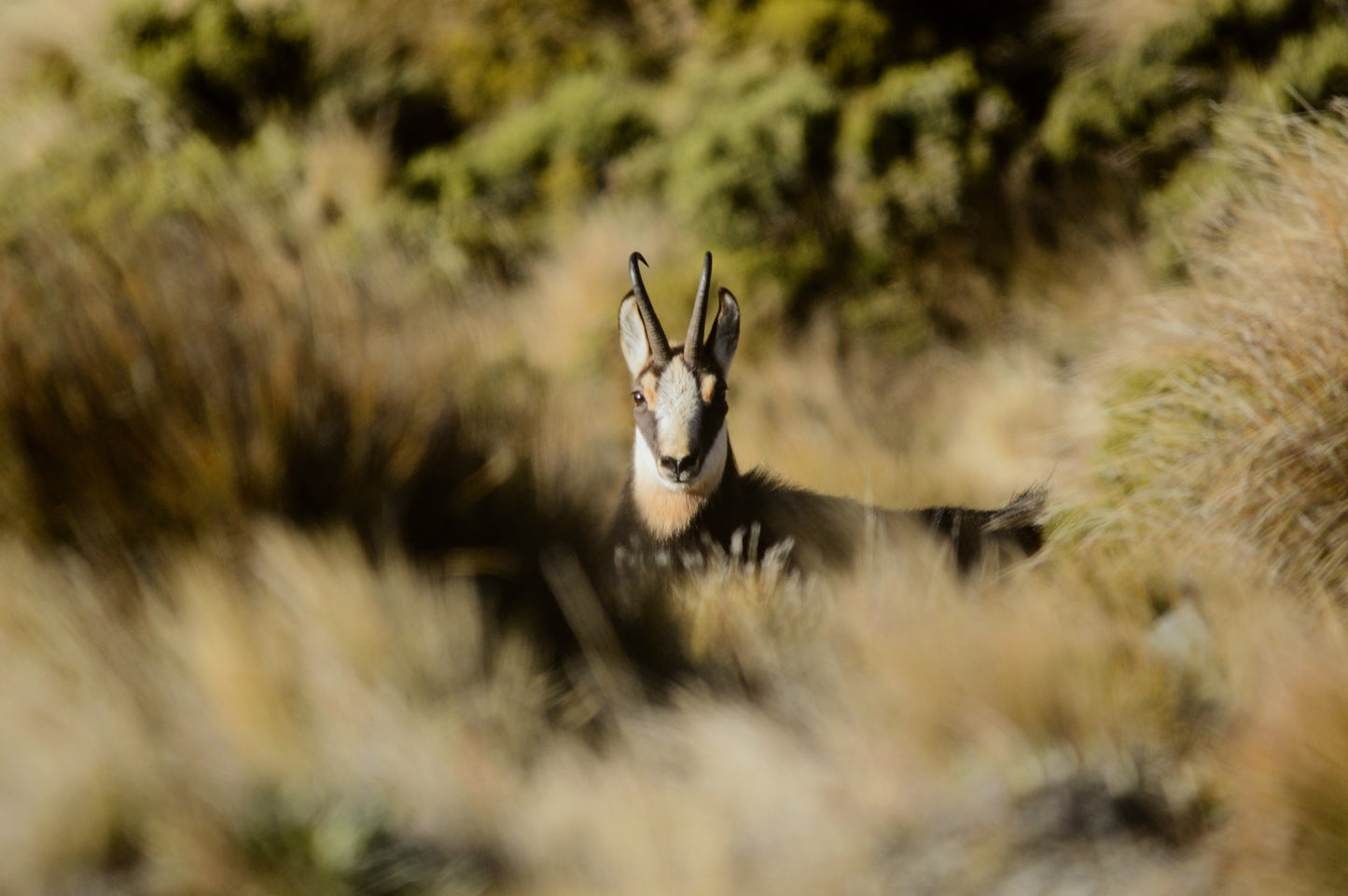 Chamois Wilderness Hunt