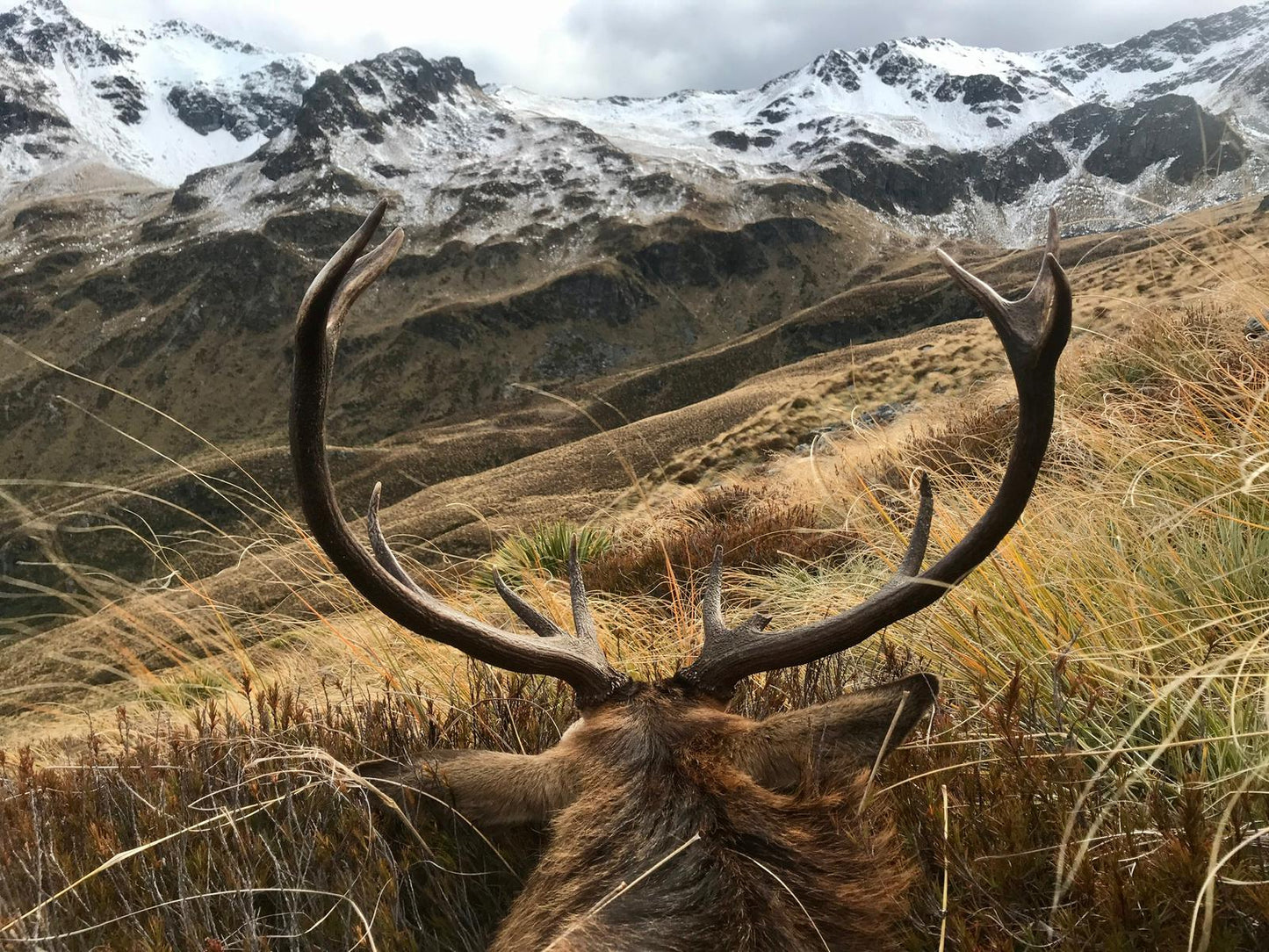Free Range Three Species Package