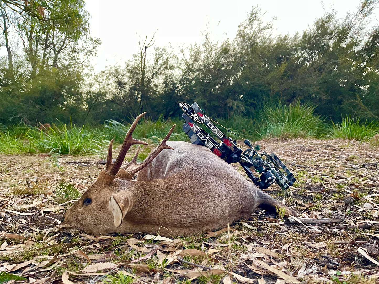 Hog Deer Hunt