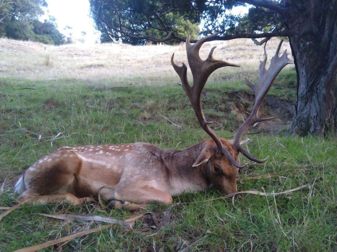 Red stag and Fallow Combo