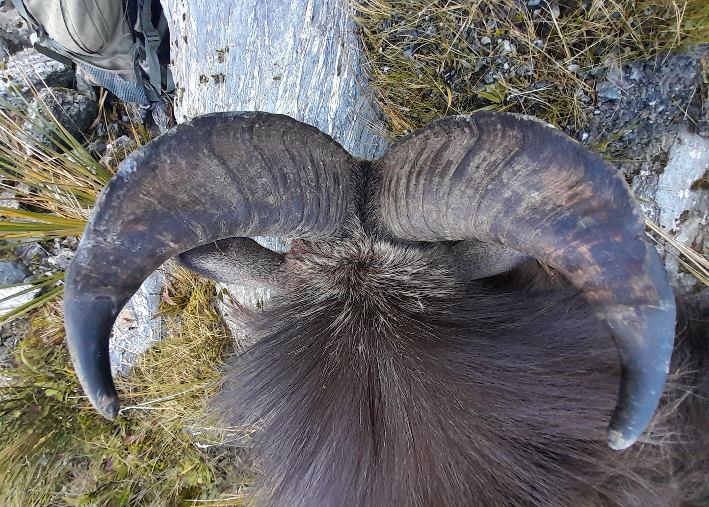 3 Day Tahr Hunt Hunter and Partner