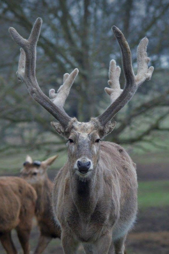 Pere David and Roe Buck summer hunt