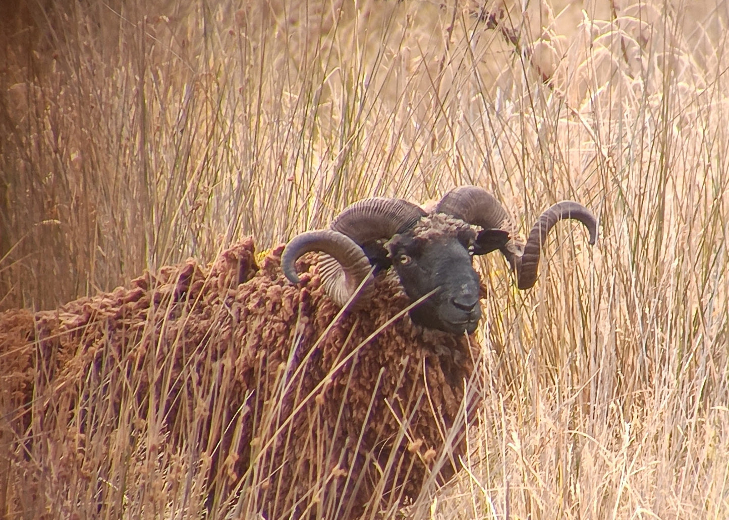 Arapawa Ram Hunt