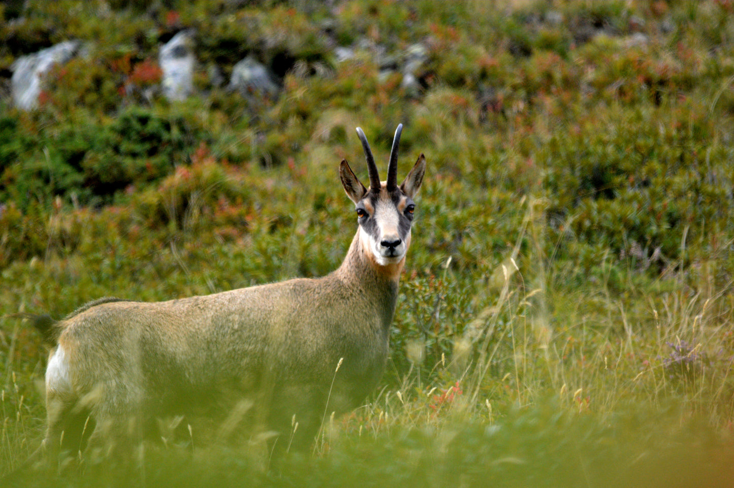 Chamois Wilderness Hunt