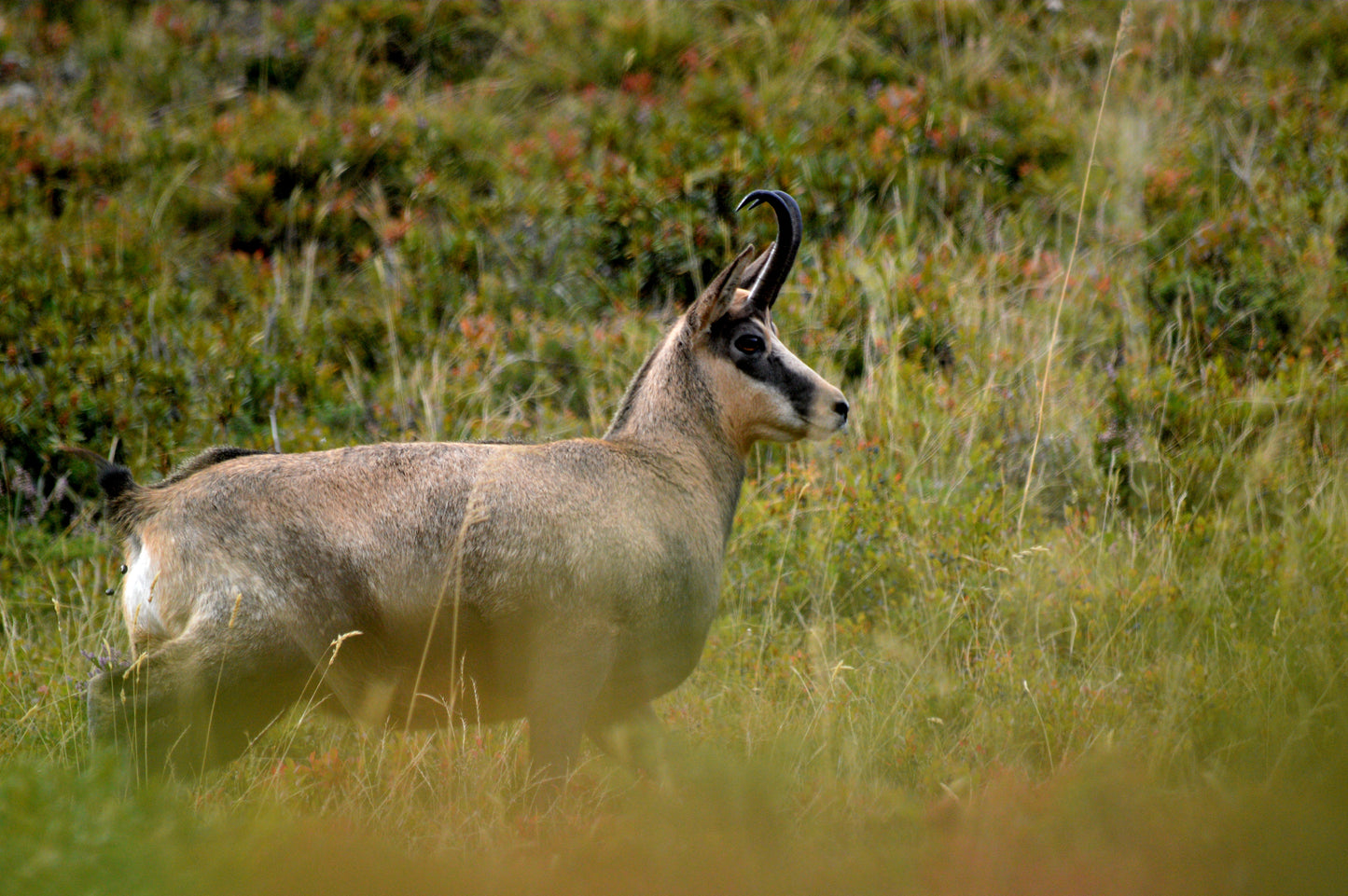 Chamois Wilderness Hunt