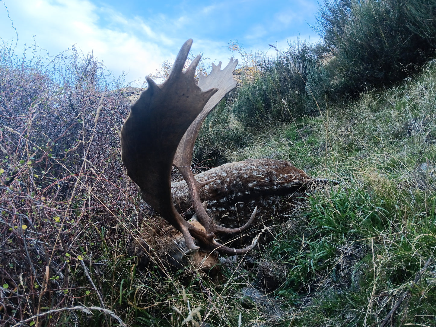 Ranch Three Species Package