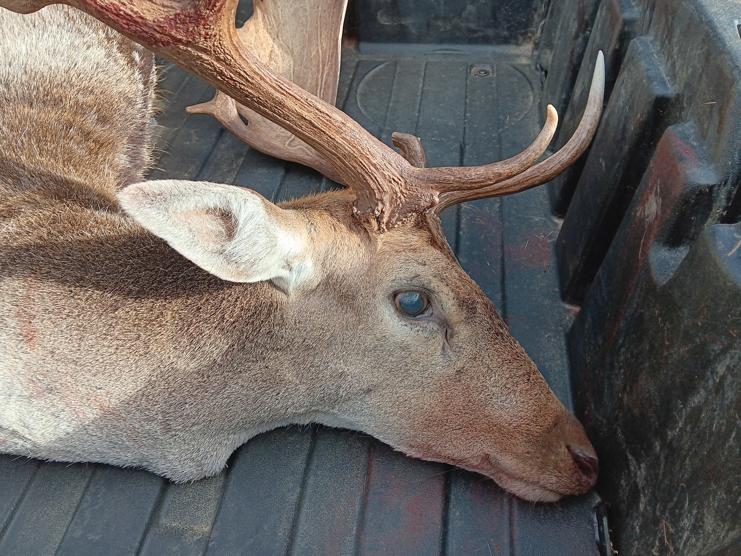 Fallow Bucks