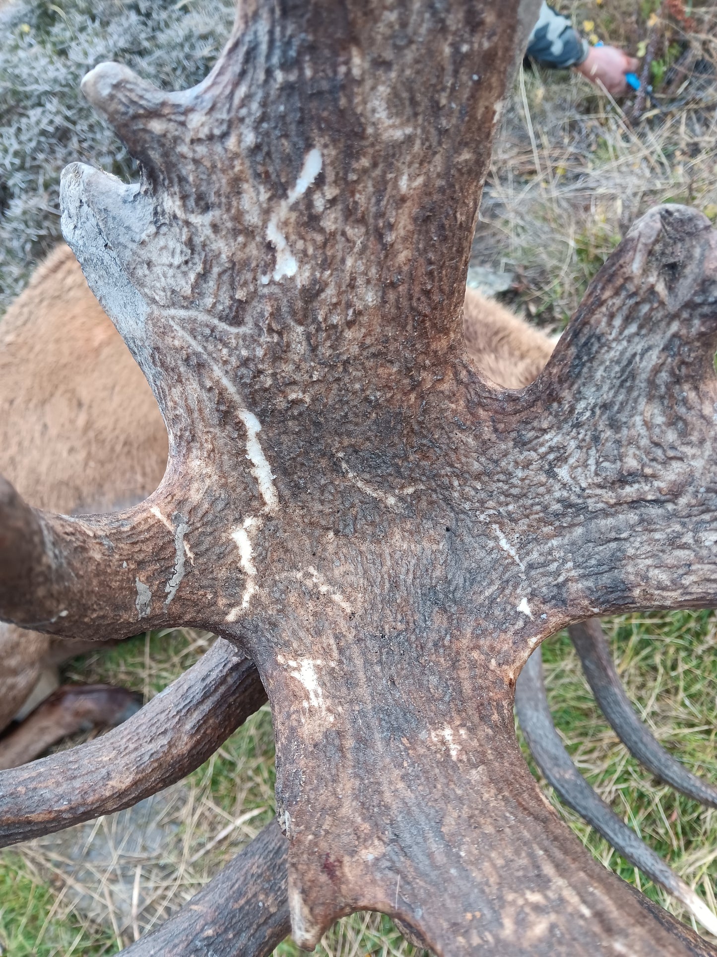 Red Stag Ranch Hunt