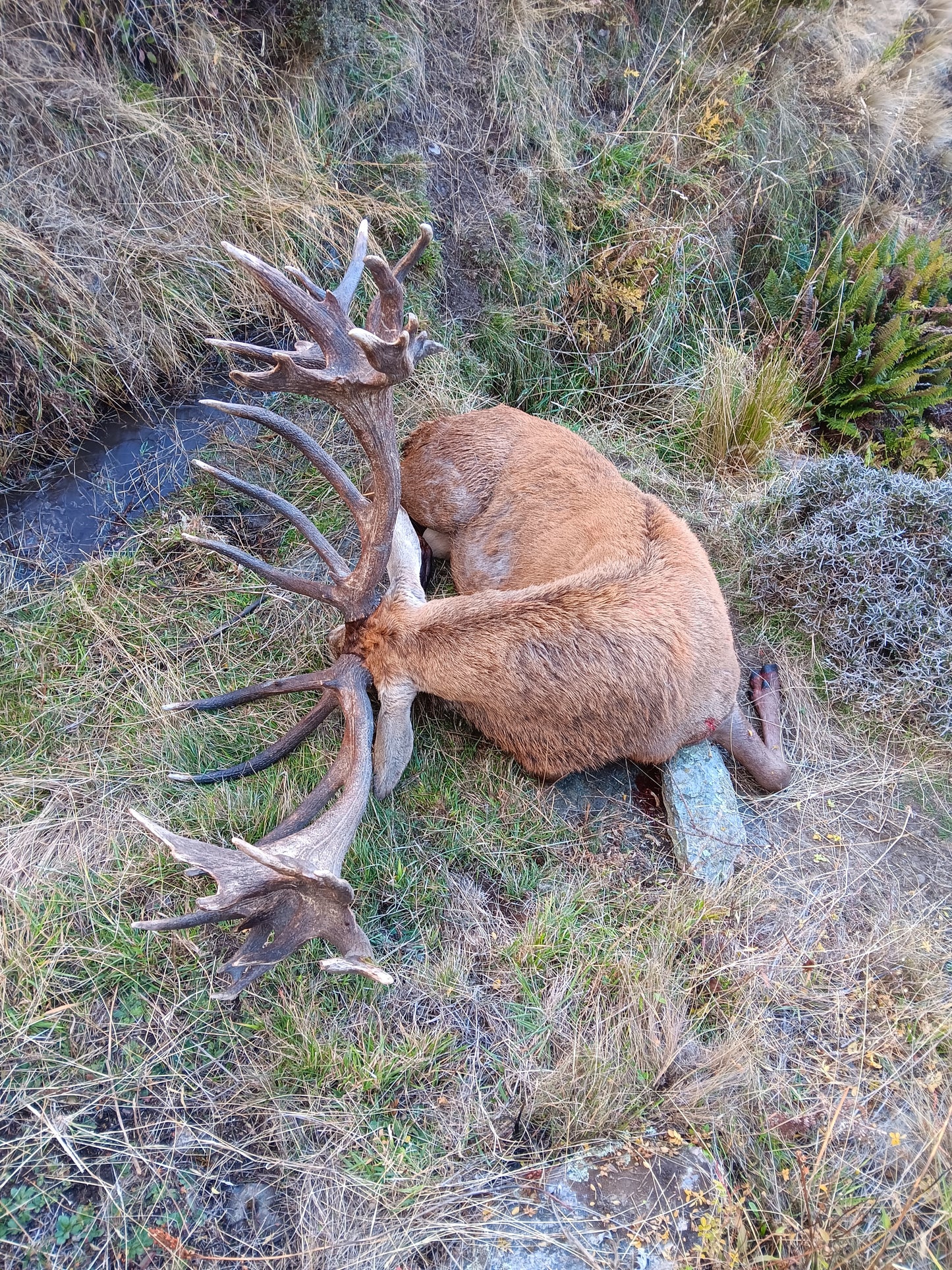 Red Stag Ranch Hunt