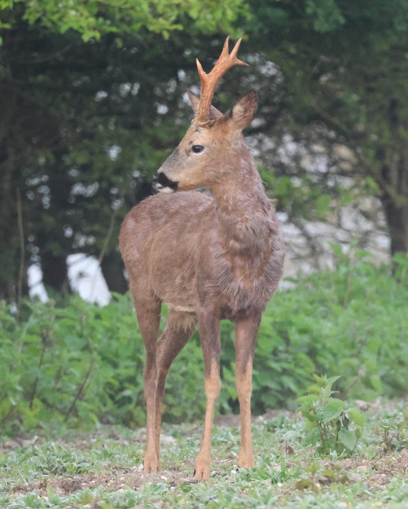 Pere David and Roe Buck summer hunt