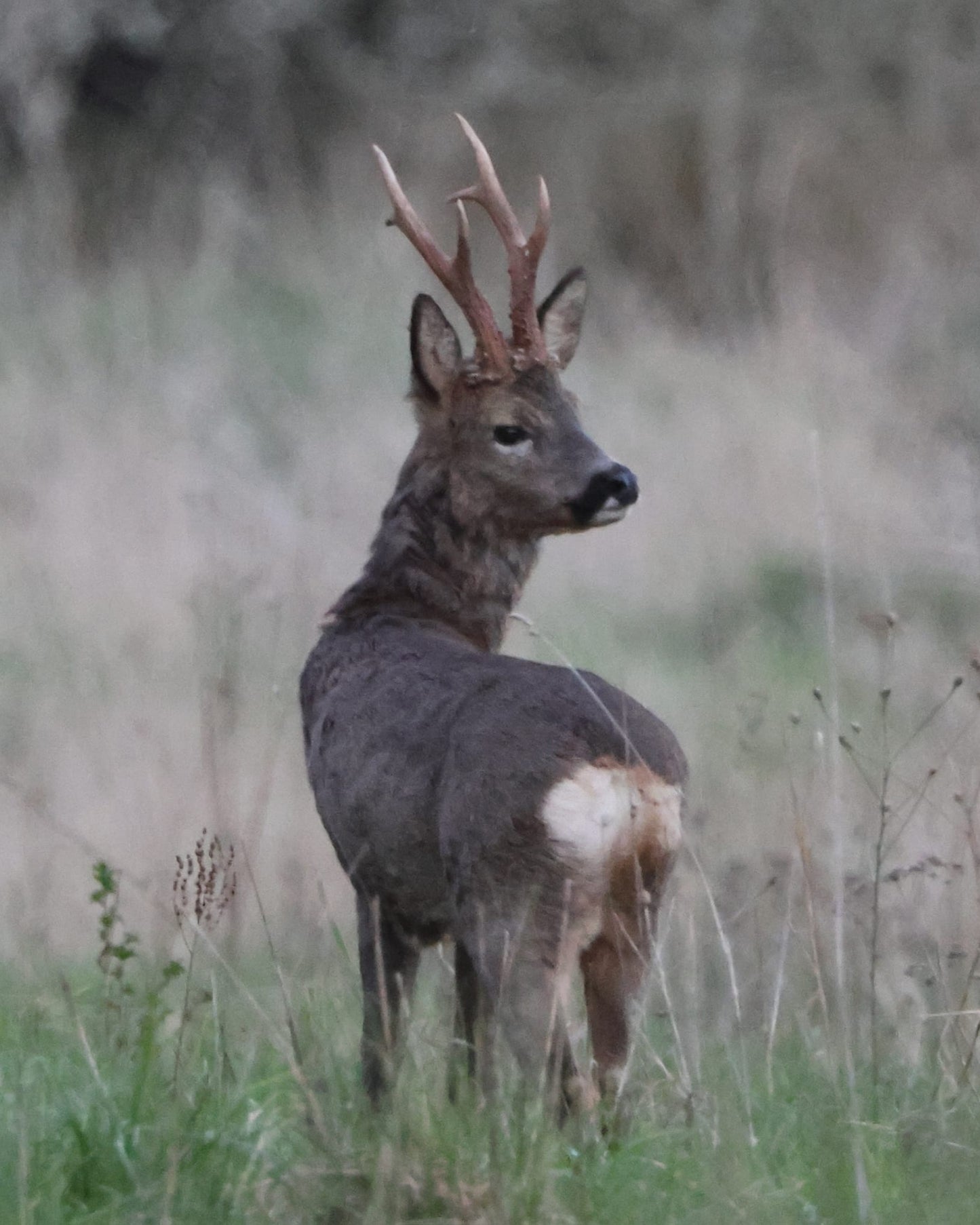 Pere David and Roe Buck summer hunt