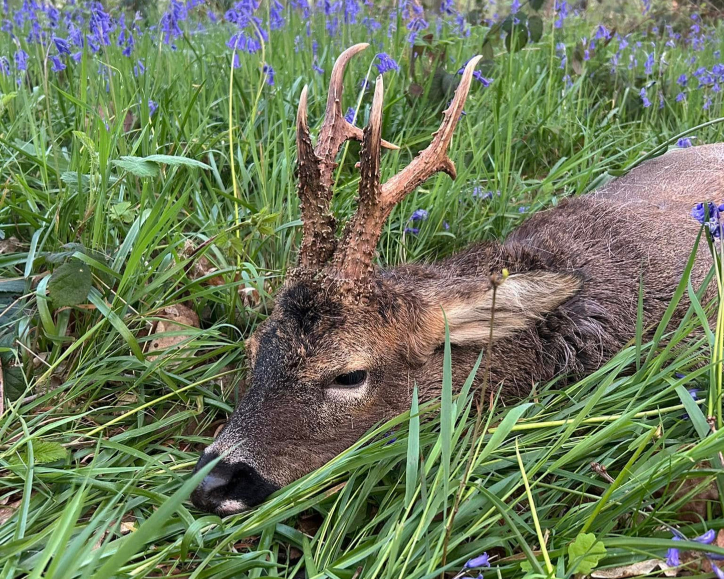 Pere David and Roe Buck summer hunt
