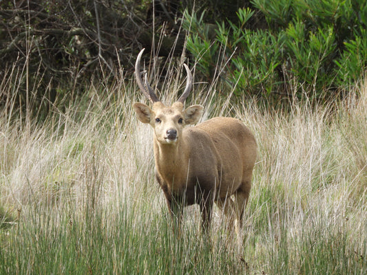 Hog Deer Hunt