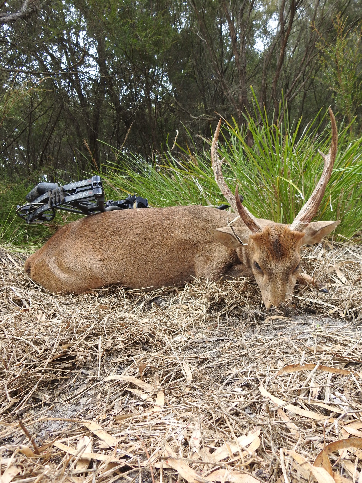 Hog Deer Hunt
