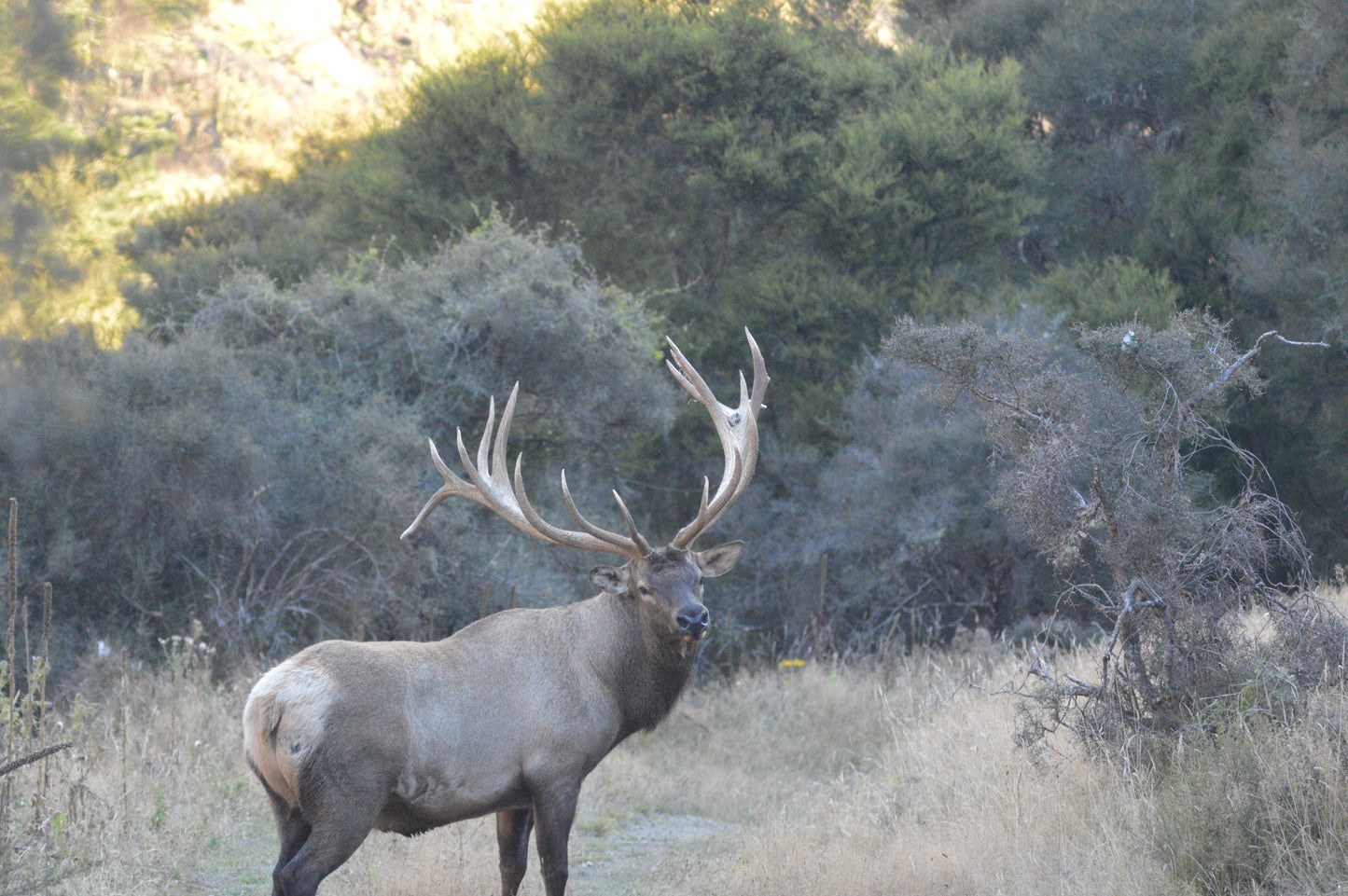 Bull Elk hunt