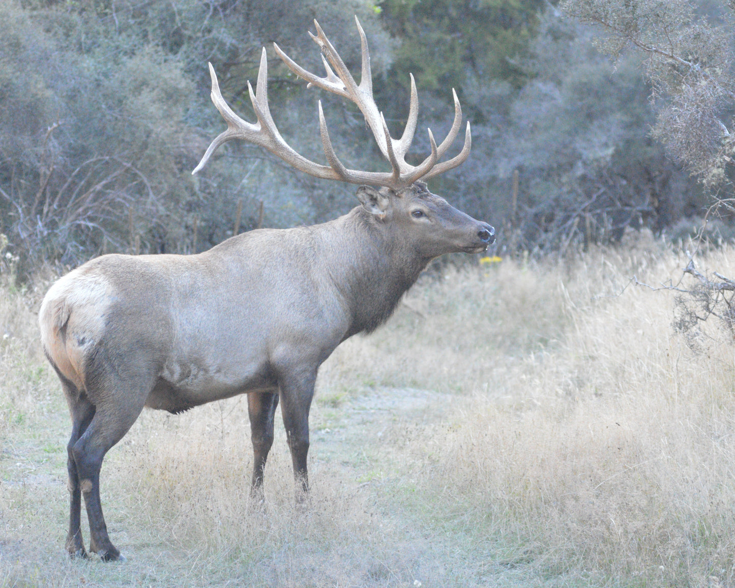 Bull Elk hunt