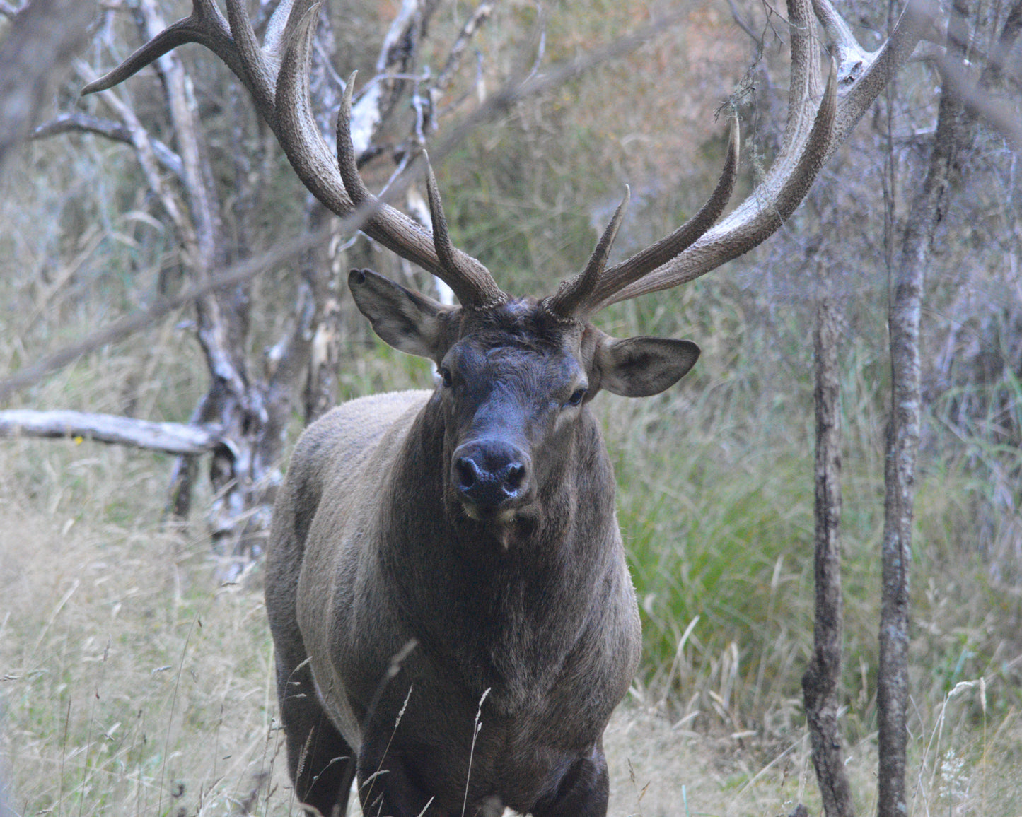 Bull Elk hunt