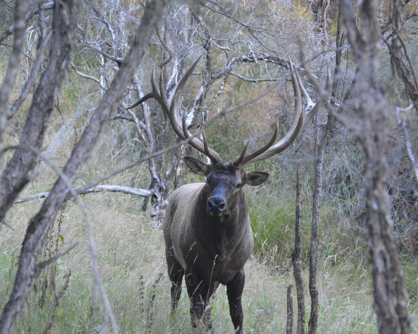 Bull Elk hunt
