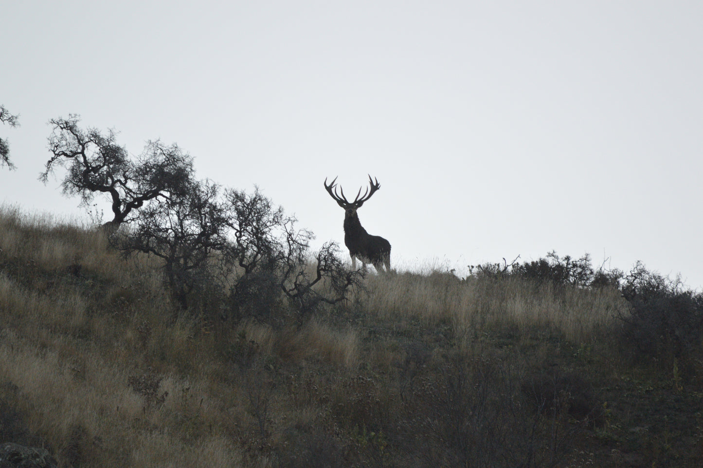 Red Stag Ranch Hunt