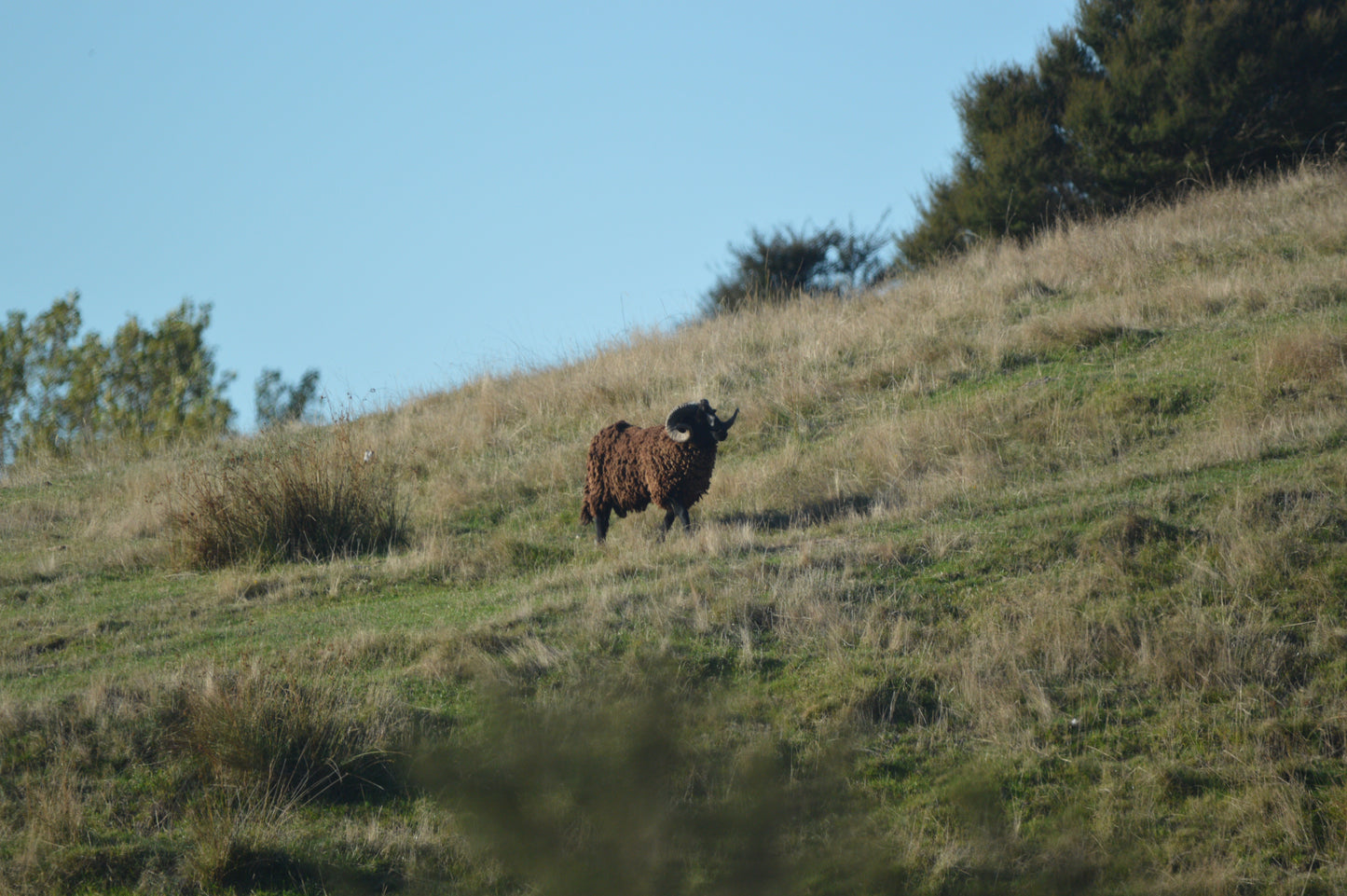 Arapawa Ram Hunt