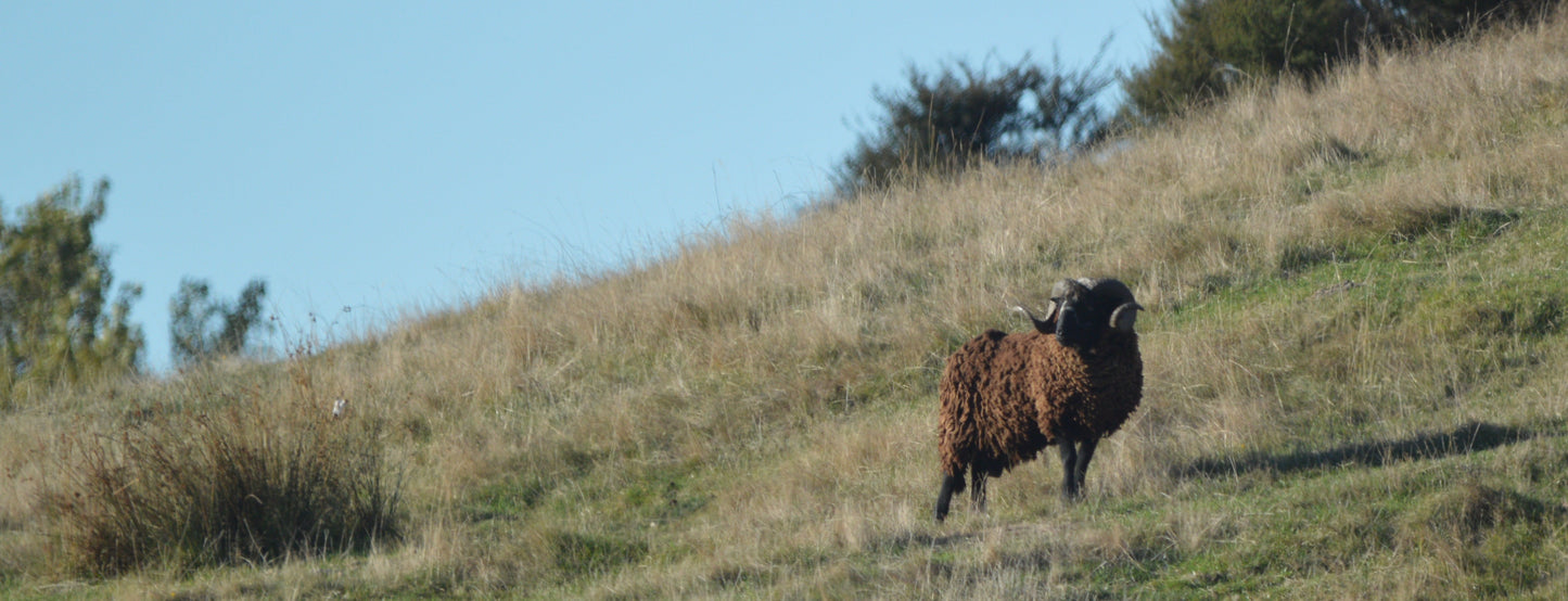 Arapawa Ram Hunt