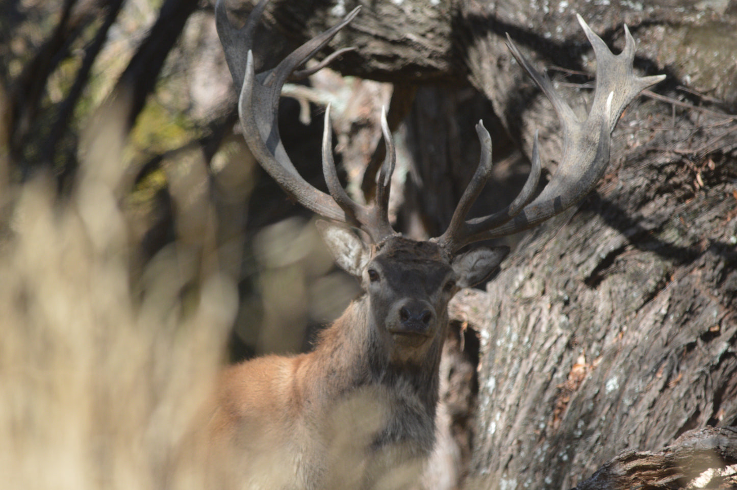 Red Stag Ranch Hunt