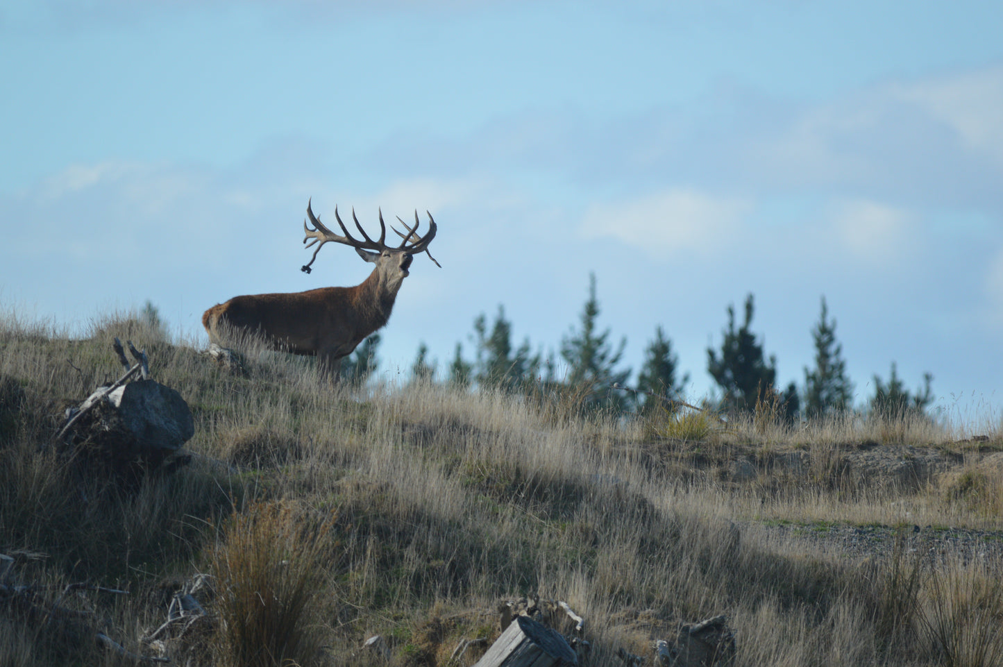 Red Stag Ranch Hunt