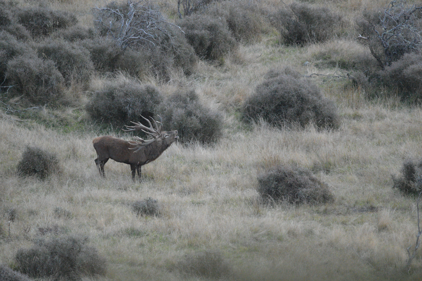 Four Hunters Four Stags Package