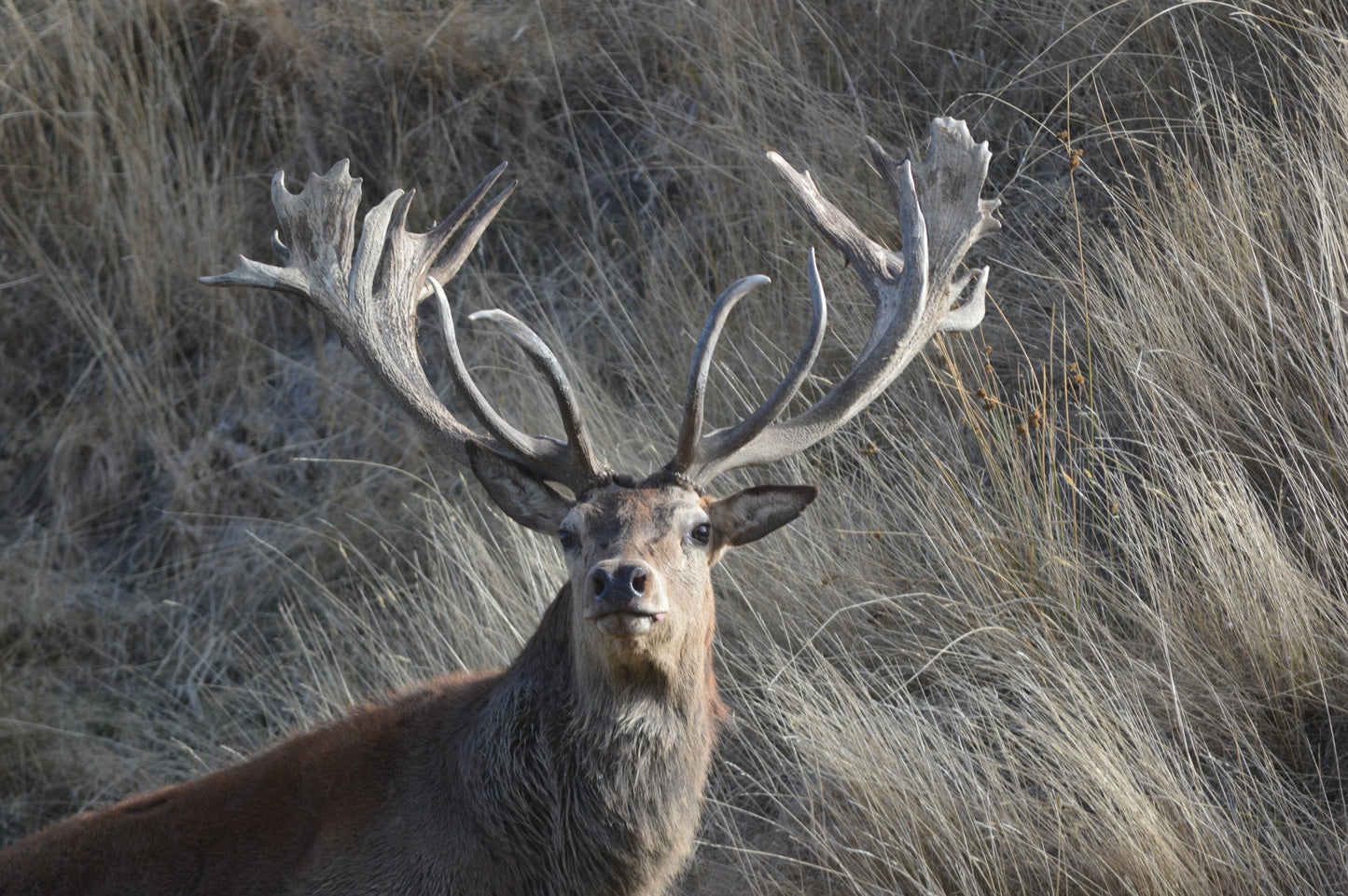 Red Stag Ranch Hunt