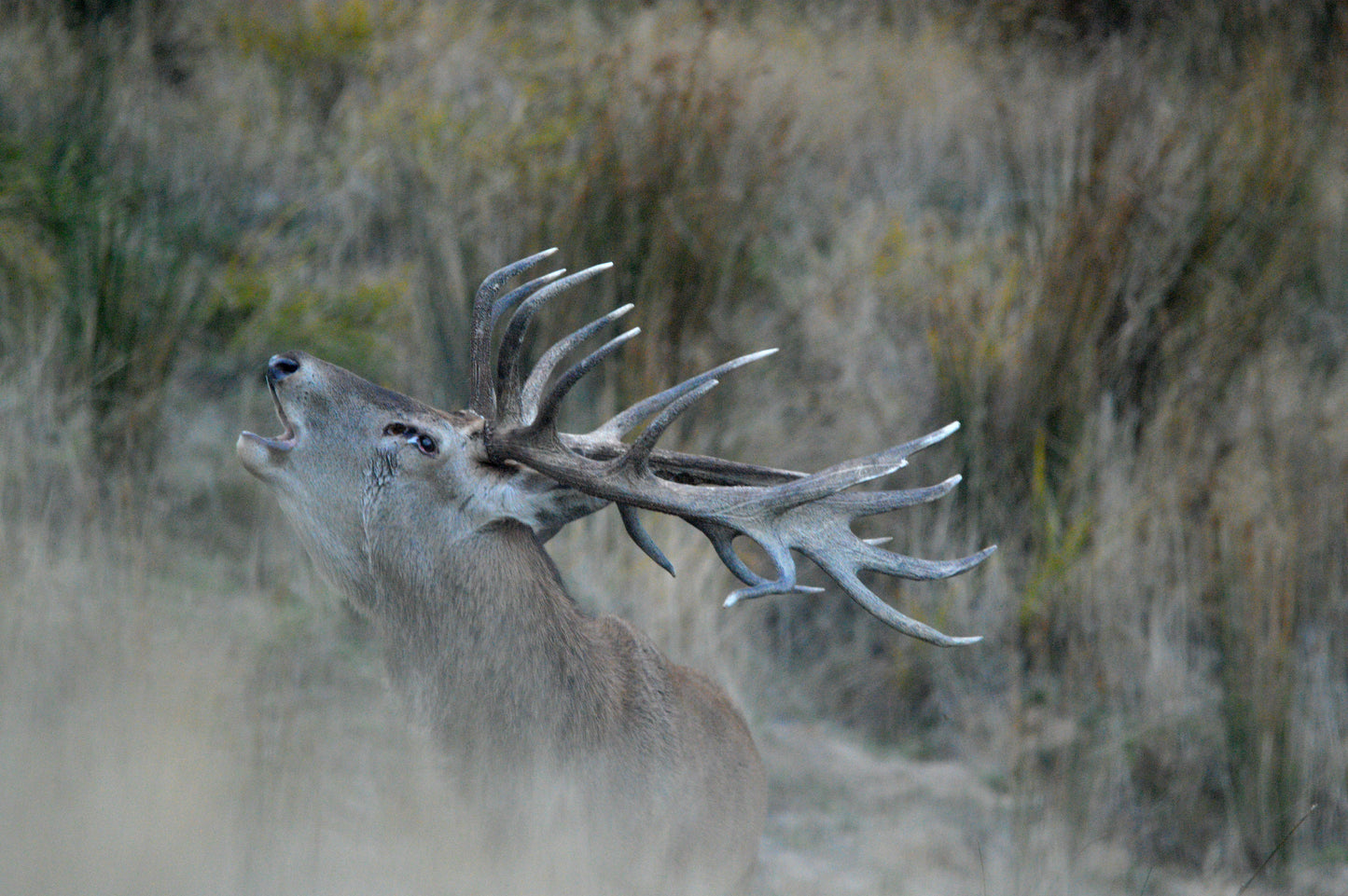 Red Stag Ranch Hunt