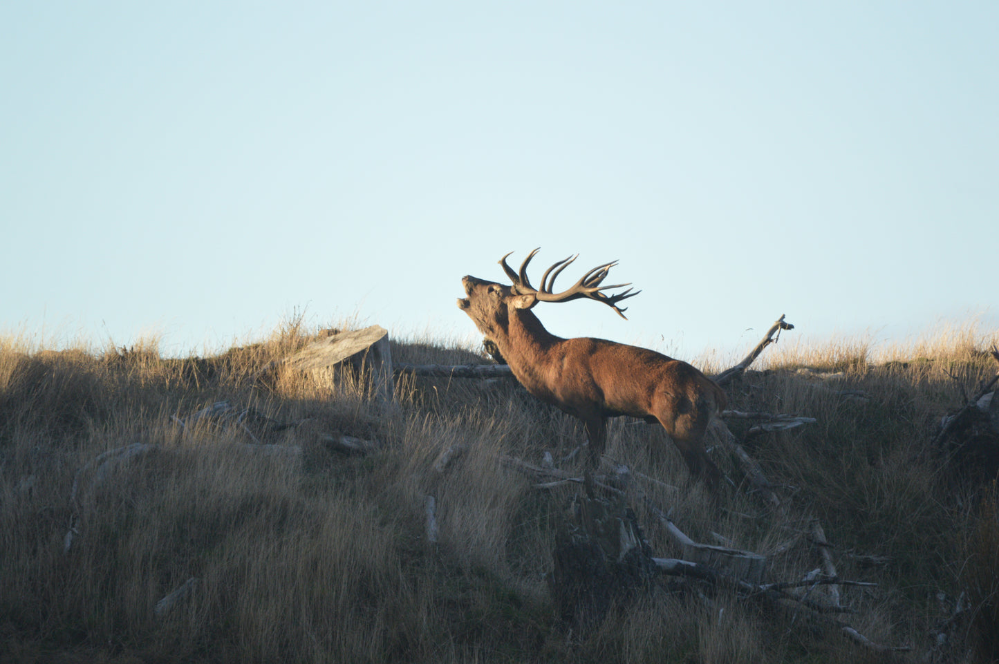 Red Stag Ranch Hunt