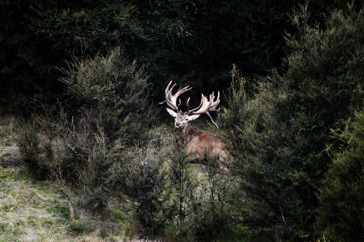 Red Stag Ranch Hunt