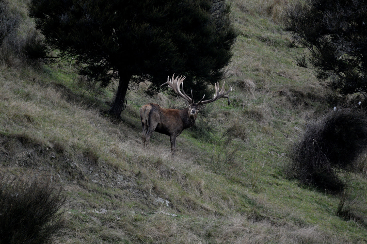 Red Stag Ranch Hunt
