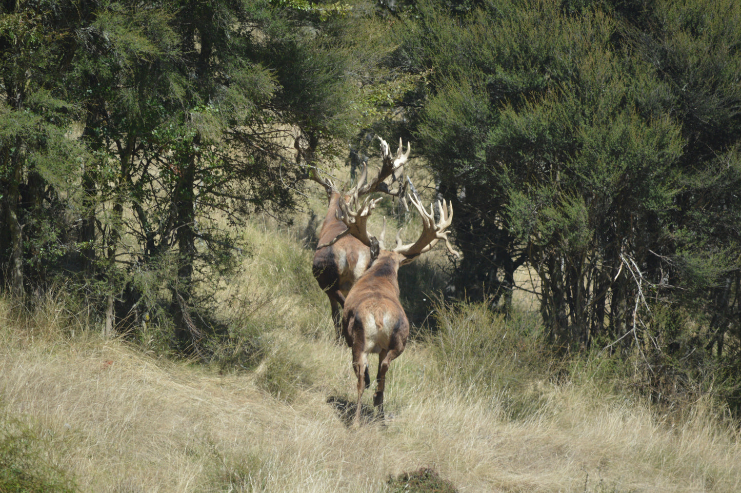 Red Stag Ranch Hunt