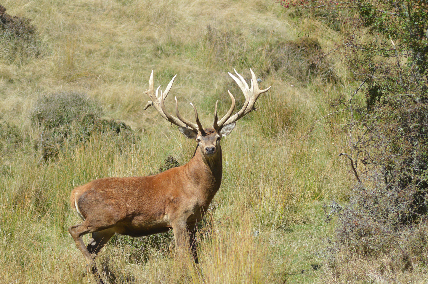 Red Stag Ranch Hunt