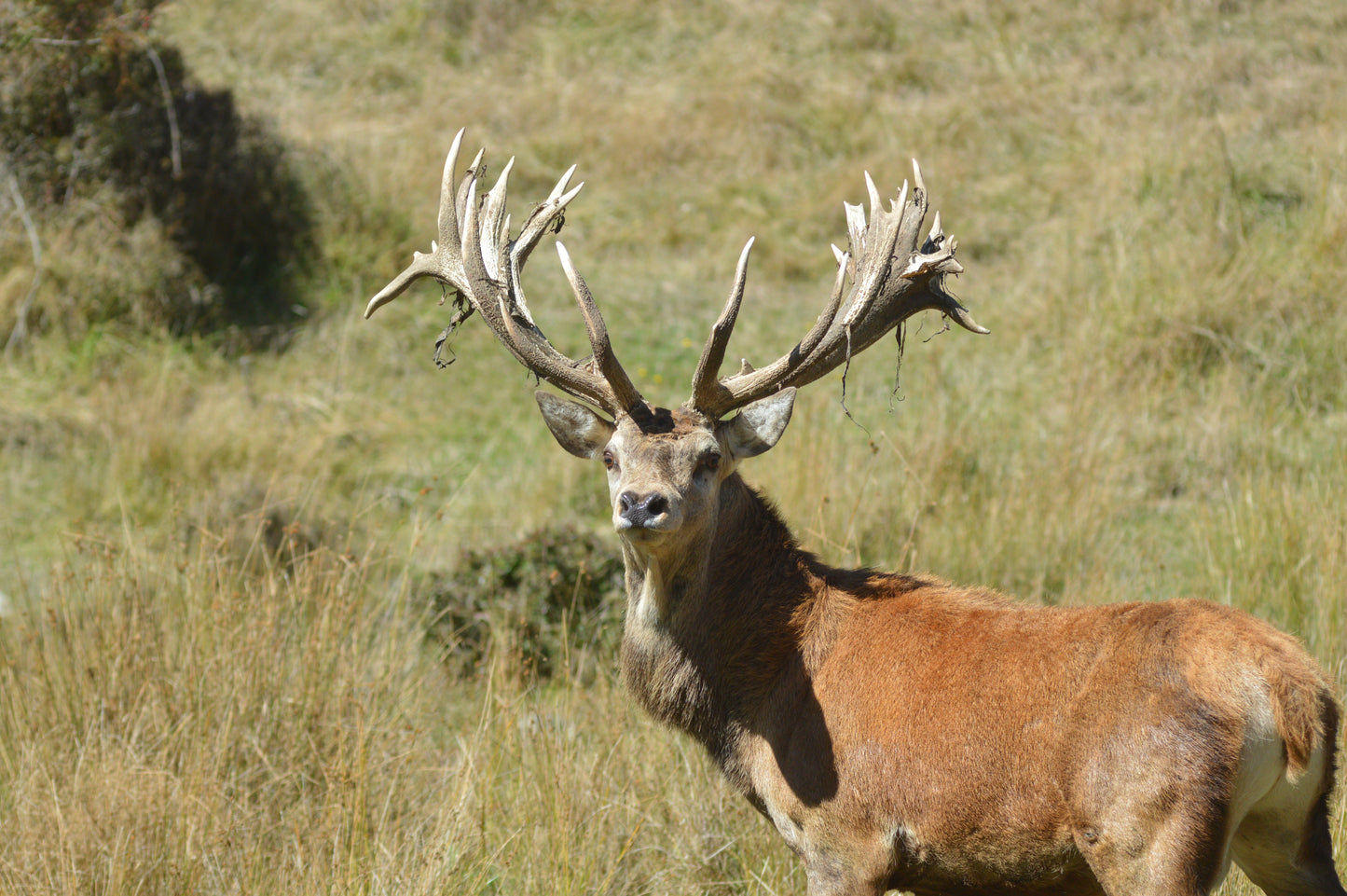 Red Stag Ranch Hunt