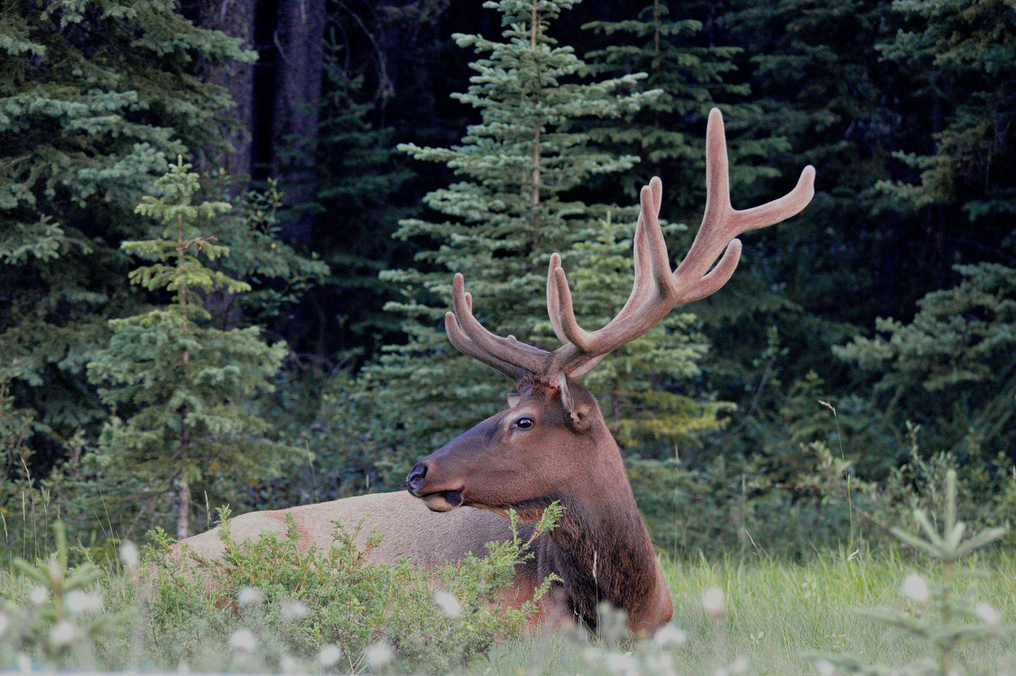 Bull Elk hunt