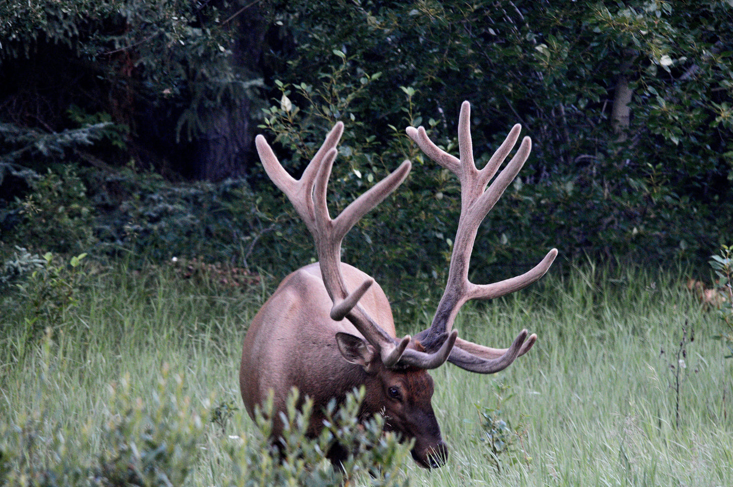 Bull Elk hunt