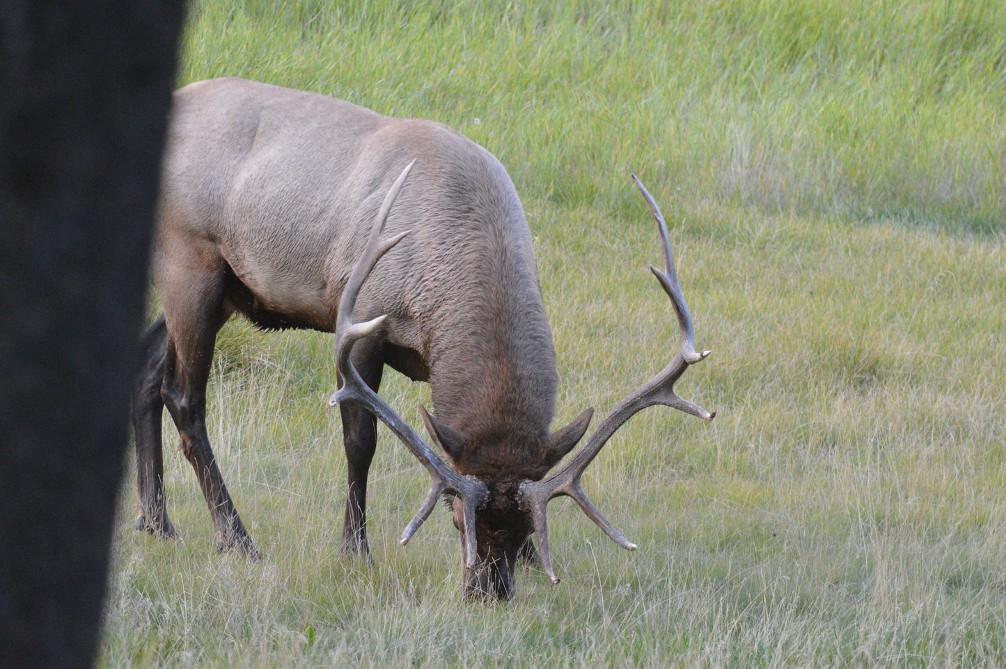 Bull Elk hunt