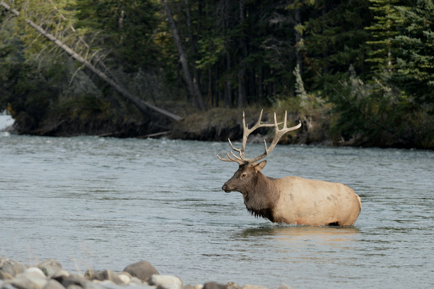 Bull Elk hunt