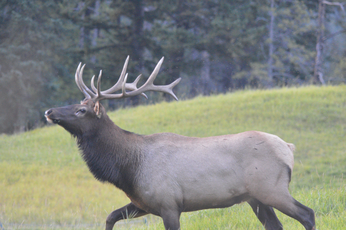 Bull Elk hunt