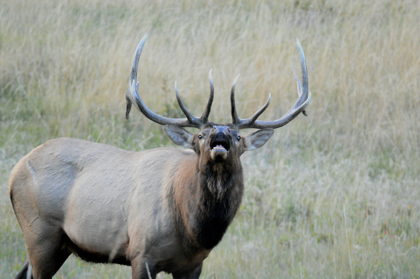 Bull Elk hunt