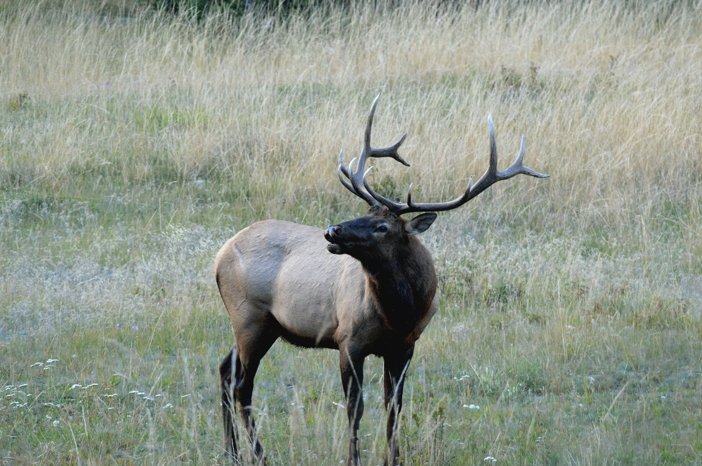 Bull Elk hunt