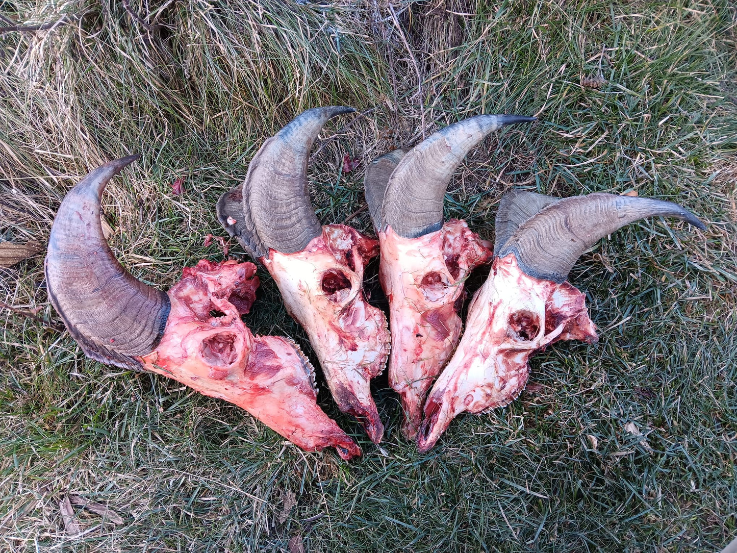 3 Day Tahr Hunt Hunter and Partner