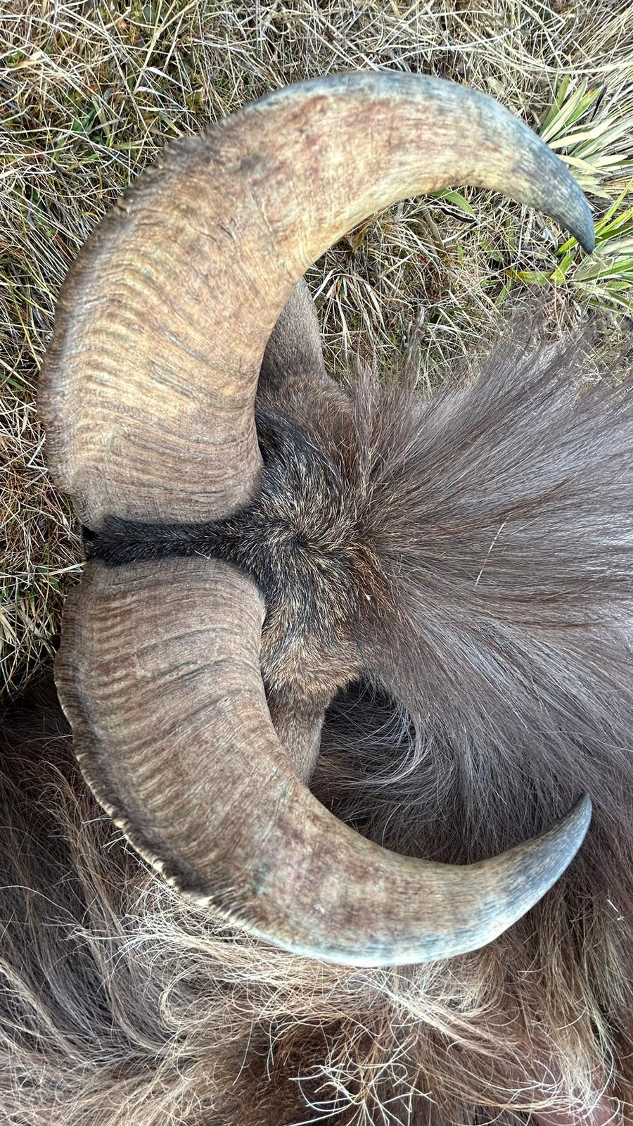 3 Day Tahr Hunt Hunter and Partner
