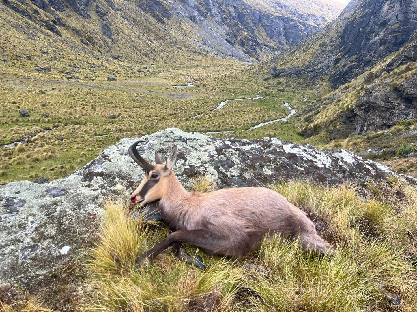 Chamois Wilderness Hunt