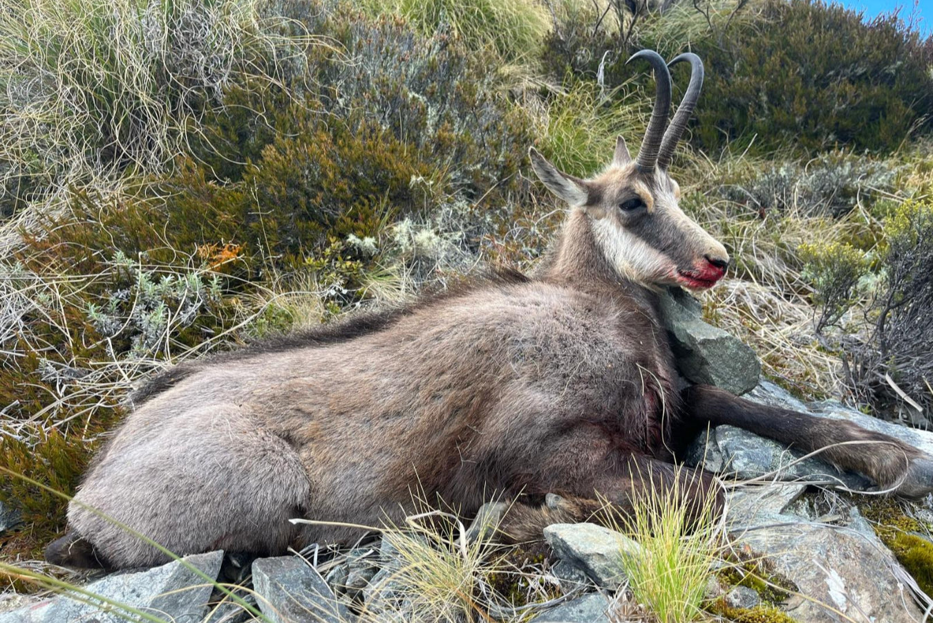 Chamois Wilderness Hunt