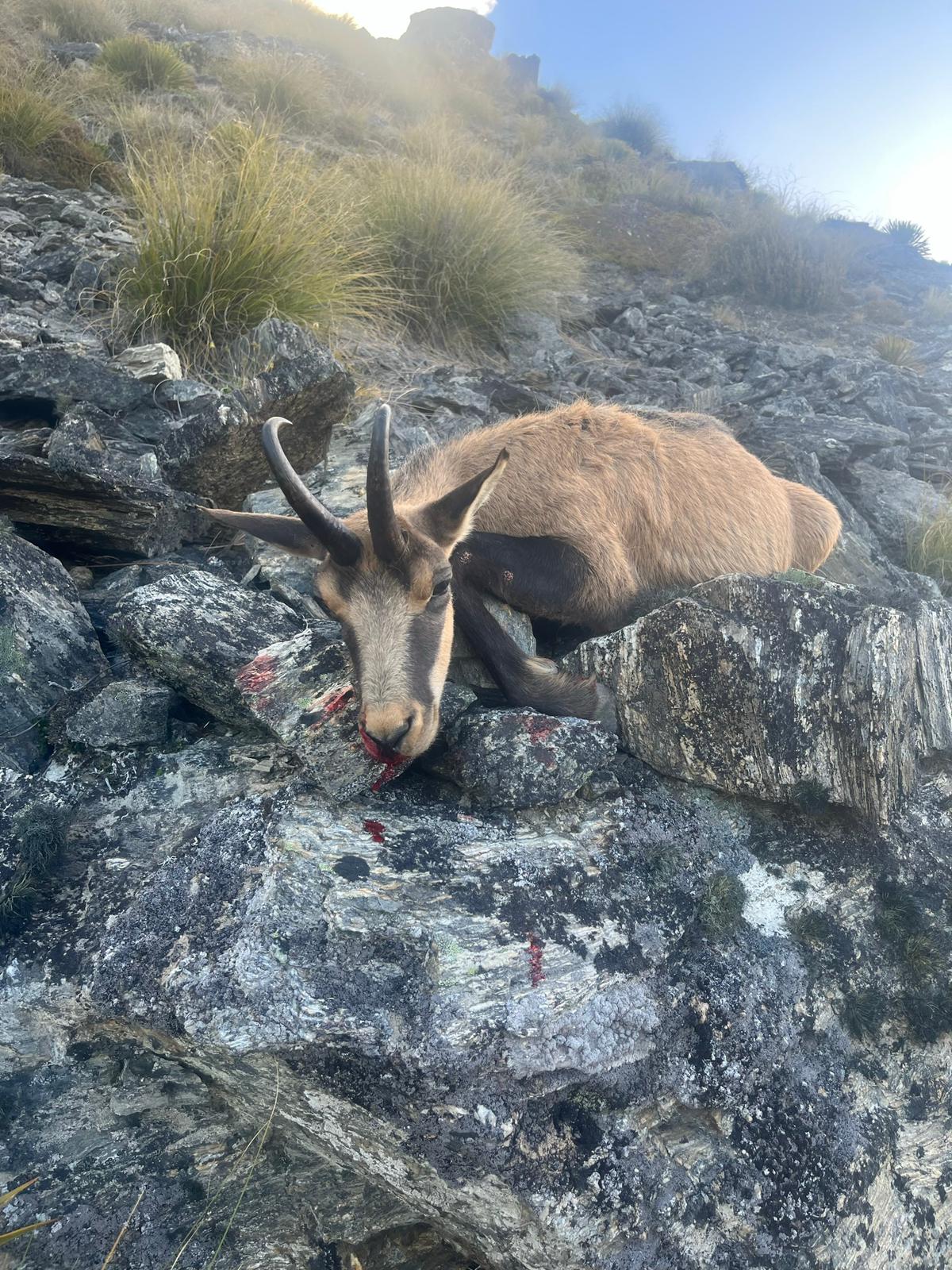 Chamois Wilderness Hunt